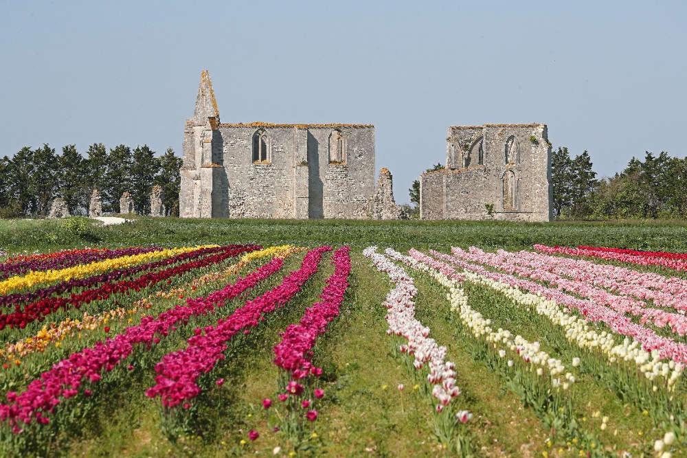 La Passerose jardin clos 300mplage la Couarde sur mer Extérieur photo